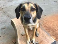 一只混血德国牧羊犬要多少钱?(杂交德国牧羊犬的优缺点)