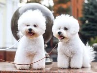 饲养一只比熊犬每年要多少钱?(新手养比熊犬的省钱秘诀)