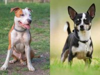 什么是斗牛犬吉娃娃混种?(斗牛犬吉娃娃杂交的起源和历史)