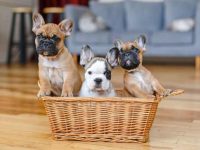 饲养法国斗牛犬每年要花多少钱?(法国斗牛犬一年的费用清单)