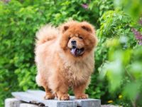 盘点全球出售高质量松狮犬小狗的十大排名地点