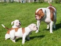 美国斗牛犬幼犬要多少钱一只?(影响美国斗牛犬价格的4个因素)