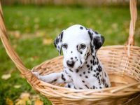 饲养达尔马提亚犬每年要花多少钱?(养达尔马提亚犬一年的成本开销)