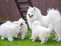 盘点全球出售高质量达萨摩耶小狗的十大排名地点