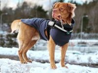 金毛斗牛犬多少钱一只?(金毛斗牛犬杂交的优缺点)