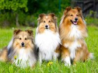 喜乐蒂牧羊犬的价格是多少?(影响卡斯罗犬成本价格的7大因素)