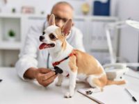 吉娃娃平均寿命有多长?(影响吉娃娃寿命的9种因素)