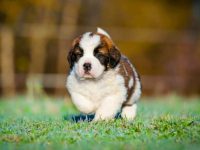 饲养圣伯纳犬每年要花多少钱?(圣伯纳犬一年的费用开支明细)