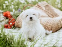 饲养玛尔济斯犬每年要多少钱?(玛尔济斯犬一年的开支清单)