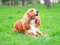 可卡犬掉毛严重吗?(减少可卡犬的掉毛的解决方法)