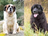 什么是纽芬兰圣伯纳混种犬?(纽芬兰圣伯纳犬混血的起源和历史)