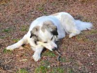 安纳托利亚牧羊犬大比利牛斯混血要多少钱一只?(附性格优缺点)