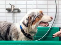 新手养澳大利亚牧羊犬怎么护理?(澳大利亚牧羊犬的养护知识)