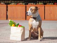 比特犬吃什么狗粮有营养?(比特犬不能吃的食物清单)