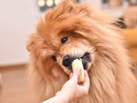 松狮犬吃什么狗粮好?(松狮犬的喂养方法及注意事项)