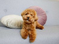 盘点全球出售高质量贵宾犬的十大排名地点