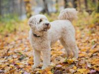 金毛怎么看年龄多大啦?(金毛与人类换算生长周期对照)