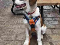 圣伯纳德国牧羊犬混种要多少钱?(圣伯纳德国牧羊犬杂交的优缺点)