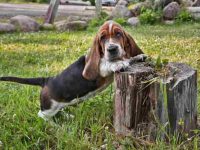 巴吉度猎犬要多少钱一只?(影响巴吉度猎犬价格差异的因素)