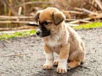 安纳托利亚牧羊犬要多少钱一只?(养安纳托利亚牧羊犬一年的成本开销)