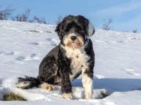 饲养一只葡萄牙水犬每年要多少钱?(养葡萄牙水犬一年的成本开销)