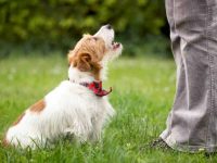 狗狗喜欢乱吠叫怎么办?(狗狗停止吠叫的8个实用方法)