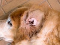 狗狗耳朵为什么会有耳垢?(狗狗的耳垢应该是什么颜色?)