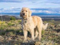 金毛的寿命一般是多长?(影响金毛寿命的6种因素)