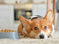 柯基犬吃什么狗粮比较好?(柯基犬不能吃的食物清单)