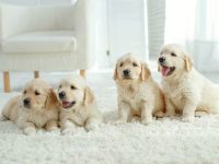 拉布拉多幼犬多少钱一只?(拉布拉多幼犬的饲养成本)