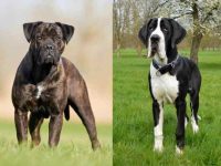 什么是卡斯罗大丹犬混种?(卡斯罗大丹犬杂交的起源和历史)