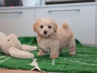 养一只马尔泰犬每年要花多少钱?(马尔泰每年的养护费用清单表)