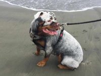 什么是白色罗威纳犬?(白色罗威纳犬的外观特征及性格)