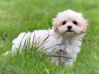 哈瓦那犬要多少钱?(影响哈瓦那犬成本差异的原因)