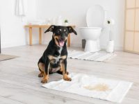 狗狗拉稀一般几天能好?(狗狗腹泻引起的原因和预防方法)