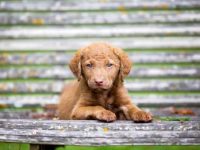 切萨皮克湾猎犬的价格是多少?(切萨皮克湾猎犬每年的养护开支)