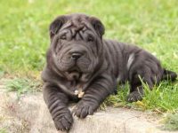 饲养一只沙皮犬每年要多少钱?(沙皮犬一年的费用开支明细)