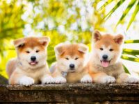 秋田犬多少钱一只?(饲养秋田犬每年的成本开销)