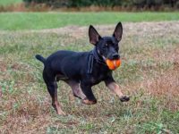 什么是黑色杰克罗素梗犬?(黑色杰克罗素梗犬的外观特征及性格)