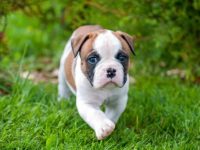 盘点全球出售高质量美国斗牛犬的十大排名地点