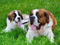 圣伯纳幼犬要多少钱一只?(影响圣伯纳幼犬价格差异的原因)