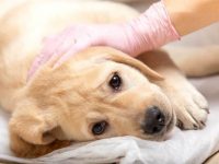 什么是狗的细小病毒?(狗的细小病毒是什么引起的)