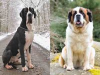 什么是大丹犬圣伯纳犬混种?(大丹犬圣伯纳德混血的起源和历史)