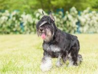 迷你雪纳瑞幼犬多少钱一只?(影响迷你雪纳瑞的成本差异及原因)