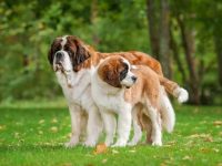 圣伯纳犬吃一天吃多少狗粮?(圣伯纳犬成年食量对照表)