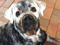 白色罗威纳犬要多少钱一只?(罗威纳犬每年的饲养费用清单表)