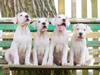 阿根廷杜高犬要多少钱一只?(饲养阿根廷杜高犬一年的成本开销)