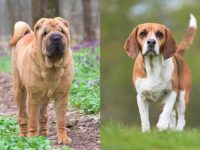 什么是沙皮比格犬混种犬?(沙皮犬比格犬混血的起源和历史)