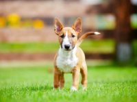 盘点全球出售高质量牛头梗的十大排名地点