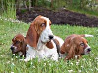 饲养巴吉度猎犬每年要多少钱?(巴吉度猎犬一年的养护费用清单)